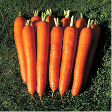 Carrot seeds «Vitamin»