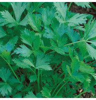 Parsley seeds «Giant of Italy»