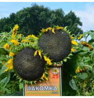 Насіння соняшника «Ласунка»