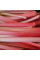 Rhubarb seeds
