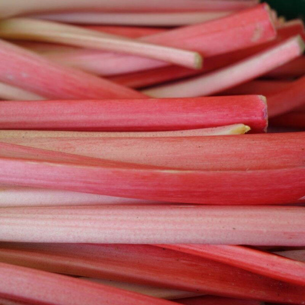 Rhubarb seeds