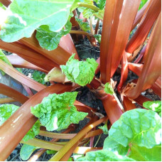 Rhubarb seeds