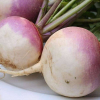Turnip seeds «Volynsky»