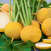 Turnip seeds «Golden Ball»