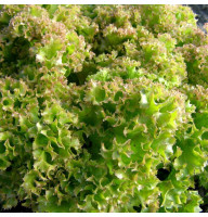 Salad seeds «Raspberry ball»