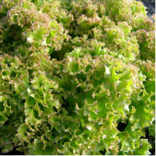 Salad seeds «Raspberry ball»
