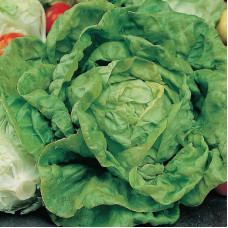 Salad seeds «Berlin yellow»