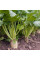 Beet seeds «Sugar»