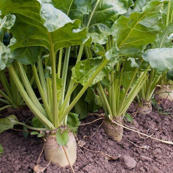 Beet seeds «Sugar»