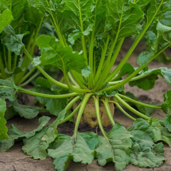 Beet seeds «Sugar»