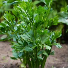 Celery seeds «Verde di Tagle»