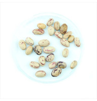 Bean seeds «Creamy-brown»