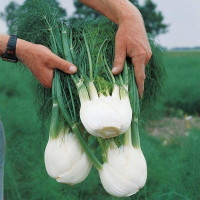 Fennel vegetable seeds