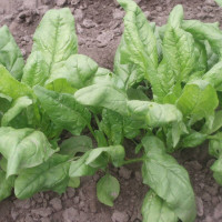 Spinach seeds «Fantasy»