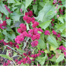 Spinach strawberry seeds «Zhminda»