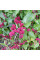 Spinach strawberry seeds «Zhminda»