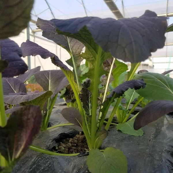 Spinach seeds «Komatsuna Red»