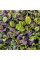Spinach seeds «Komatsuna Red»