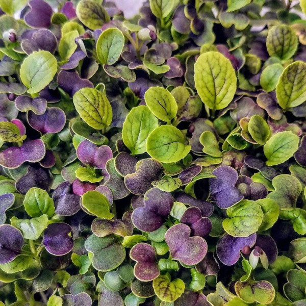 Spinach seeds «Komatsuna Red»