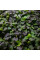 Spinach seeds «Komatsuna Red»
