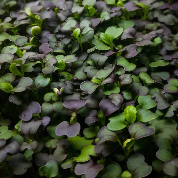 Spinach seeds «Komatsuna Red»