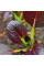 Spinach seeds «Komatsuna Red»