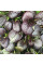 Spinach seeds «Komatsuna Red»