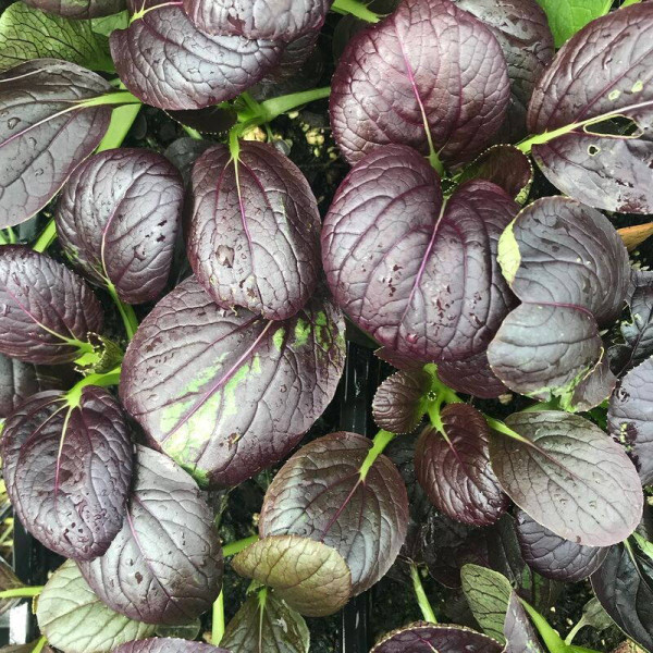 Spinach seeds «Komatsuna Red»