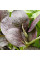 Spinach seeds «Komatsuna Red»