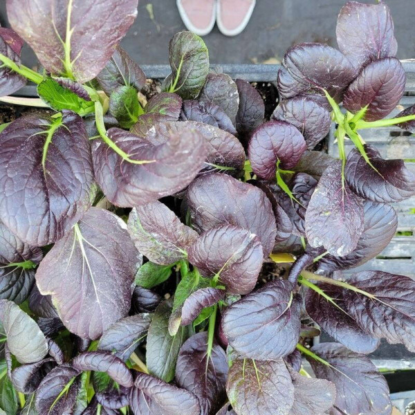 Spinach seeds «Komatsuna Red»