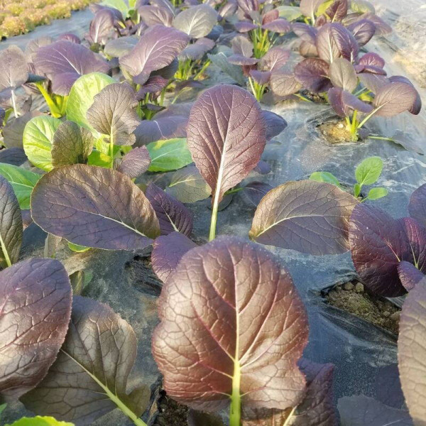 Spinach seeds «Komatsuna Red»
