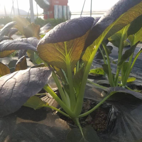 Spinach seeds «Komatsuna Red»