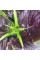 Spinach seeds «Komatsuna Red»