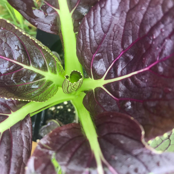 Spinach seeds «Komatsuna Red»
