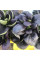 Spinach seeds «Komatsuna Red»