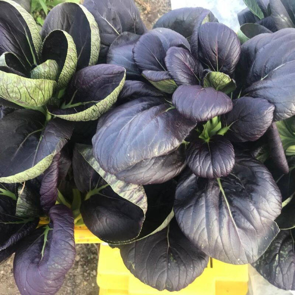 Spinach seeds «Komatsuna Red»