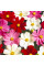 Cosmos seeds «Mix»