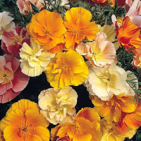 Eschscholzia seeds (mix)
