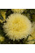Aster seeds «Duchess»