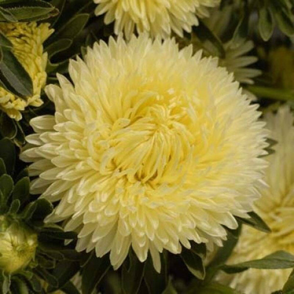 Aster seeds «Duchess»