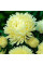 Aster seeds «Duchess»