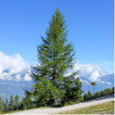 Larch european seeds