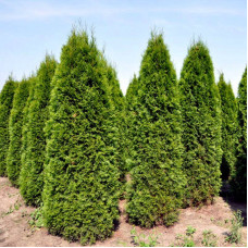 Насіння туї західної колоноподібної / Thuja occidentalis columna
