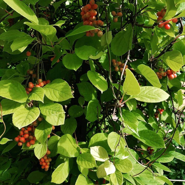 Magnolia berry seeds