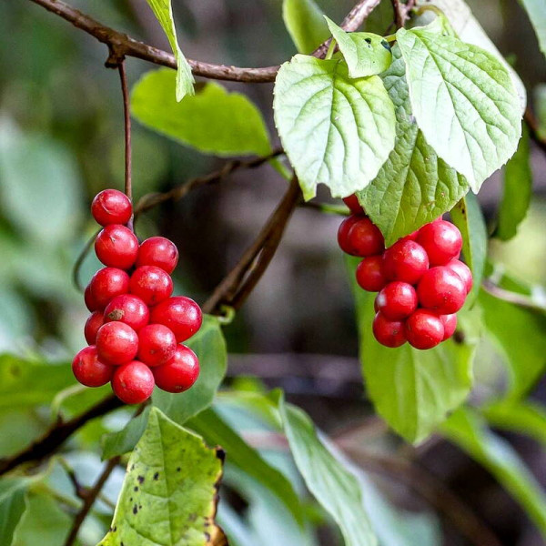 Magnolia berry seeds