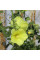 Mallow seeds «Yellow»
