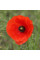 Poppy seeds «Ukrainian Amulet»
