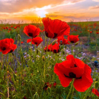 Poppy seeds «Ukrainian Amulet»