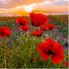 Poppy seeds «Ukrainian Amulet»