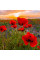 Poppy seeds «Ukrainian Amulet»